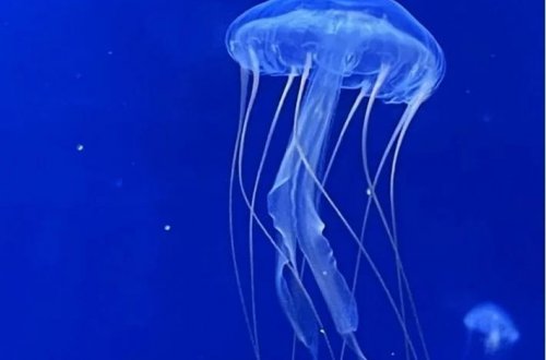 Qərbi Avropanın ən böyük atom elektrik stansiyası meduza səbəbiylə bağlanıb