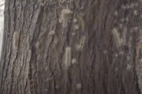 Sumqayıtda bəzi evləri və ağacları qurd basıb, şəhərdə dezinfeksiya işləri aparılır - RƏSMİ