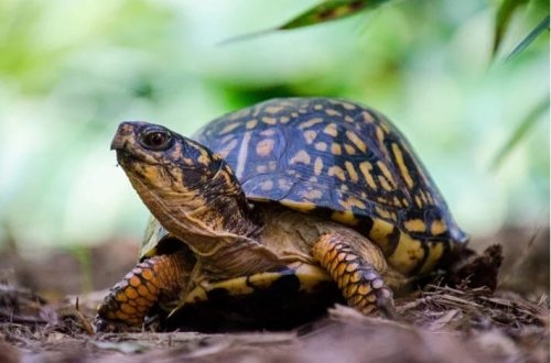 Oyuncaqlar yazılan qutularda yüzlərlə tısbağa tapıldı