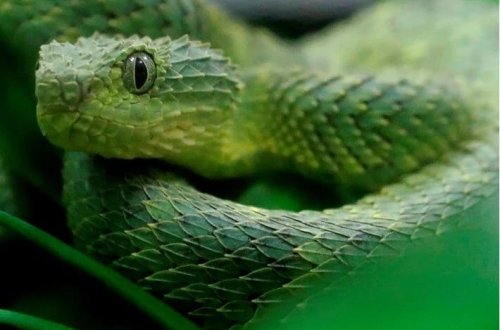 Oyuncaq qatarında zəhərli ilan tapıldı