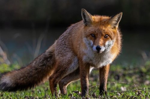 Məşhur restoranda qəfəsdə saxlanılan tülkülər təbiətə buraxıldı - RƏSMİ