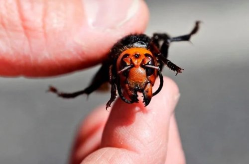 Asiya eşşək arısı yaxalandı! İrlandiyada biotəhlükəsizlik xəbərdarlığı