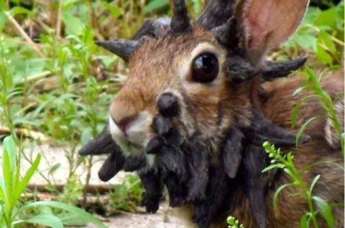 ABŞ-dabuynuzlu dovşan virusu yayılıb