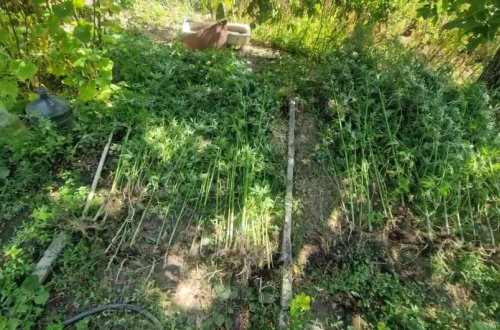 Bostan bitkilərinin arasında çətənə kolu yetişdirməkdə təqsirləndirilən şəxs həbs olunub