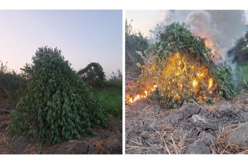 Sabirabadda 2 tondan çox çətənə bitkisi məhv edilib