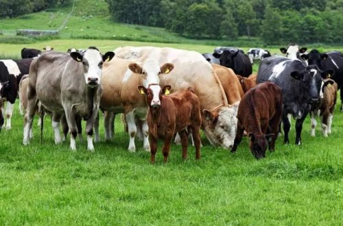 Daşkəsəndə 16 min manatlıq mal-qara oğurlanıb