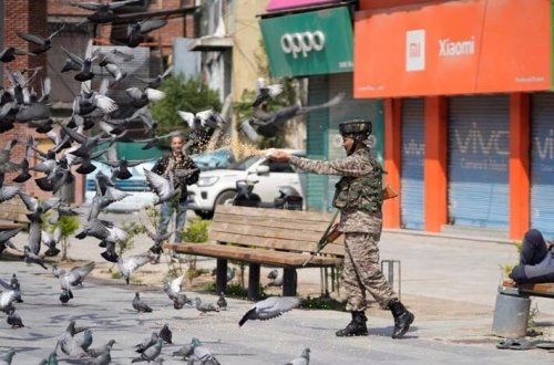 Hindistanda göyərçinləri yemləmək qadağan olundu