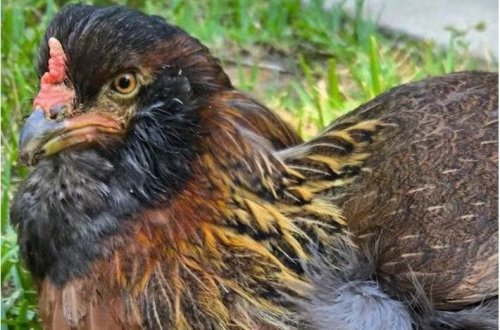 Dünyanın ən yaşlı toyuğu həyatdan bərk yapışıb