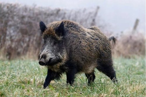ABŞ-da mavi ət epidemiyası: Səlahiyyətlilər xəbərdarlıq edir 