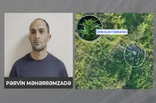Şəkidə polis meşəlik ərazidə çətənə kolları və 8 kiloqram marixuana aşkarlayıb
