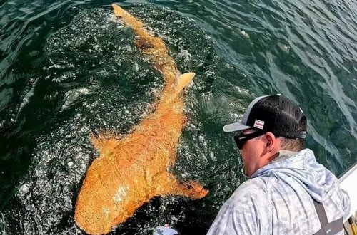Karib dənizində narıncı köpəkbalığı göründü