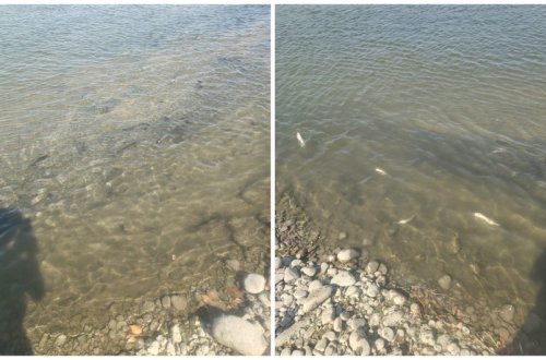 Kürdə balıq və digər su bioloji resurslarının məhv olması faktı ilə bağlı araşdırma aparılır