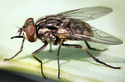 ABŞ-də insanın tropik ət milçəyinin sürfələri ilə ilk yoluxma halı qeydə alınıb