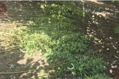 Qəbələdə fındıq bağında çətənə kolu yetişdirməkdə təqsirləndirilən şəxs həbs olunub