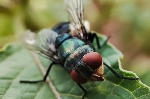 ABŞ-da ilk dəfə ət yeyən parazit aşkar edilib: İnsan orqanizminə sızdı