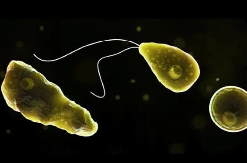 ABŞ-da beyin yeyən amöba qorxusu