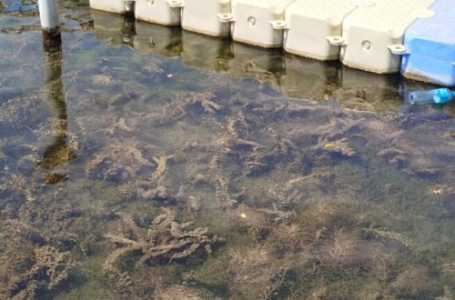 Kür çayında balıq və digər su bioloji resursları məhv olur-RƏSMİ+FOTO