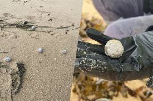 Avstraliyada çimərliklərdə yenidən sirli kürəciklər tapıldı