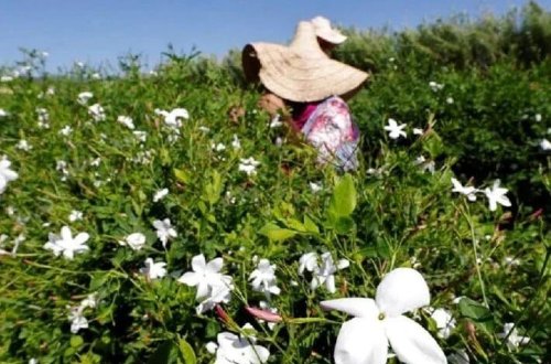 Qlobal istiləşmə yasəmən çiçəklərinə də təsir göstərib