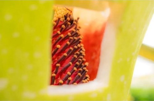 Dünyanın ən pis qoxulu çiçəyi: İlk dəfə 1990-cı ildə çiçək açıb