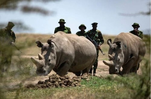 Ağ kərgədanlar 24 saat silahlı mühafizə olunur