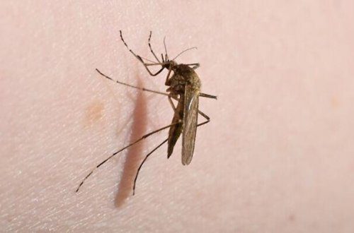 Çində çikunqunya virusuna yoluxma artır