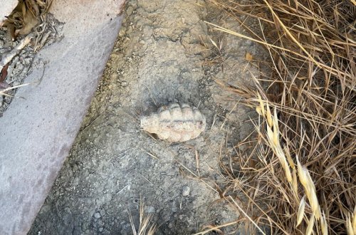 Suraxanıda əl qumbarası tapılıb - VİDEO