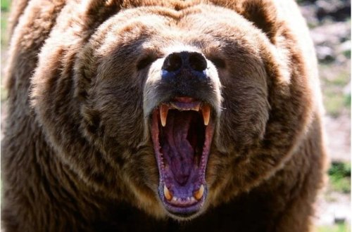 Yaponiyada ayı təhlükəsi: Şəhərlərdə tüfənglərə icazə verilir