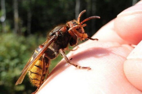 Arı dilindən sancdı, öldü