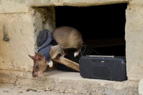 Zəlzələdən mina sahəsinə: Qəhrəman siçovul ordusu xilas edir