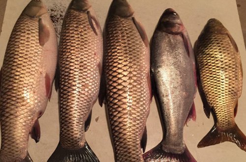 Bazarda qiymətlər bahalaşdı - Bu balığın kiloqramı 30 manata satılır