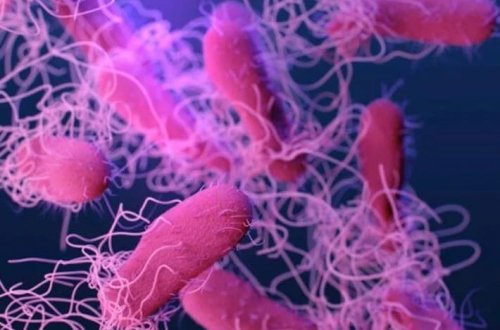 ABŞ-da salmonella xəbərdarlığı edilib