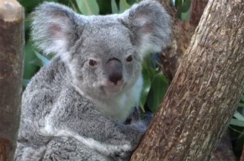 Avstraliyada koalaları xilas edə biləcək vaksin təsdiqlənib