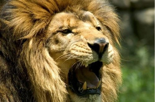 Zooparkda aslanlar insana hücum edib