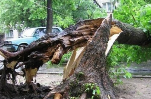 Bakıda ağac qadının üzərinə aşdı