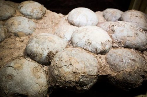 Tarixdə ilk dəfə olaraq dinozavr yumurtasının yaşı hesablanıb