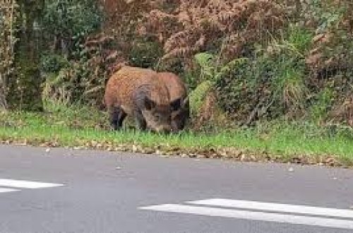 Fransada vəhşi donuzlar şəhəri ələ keçirdilər: 