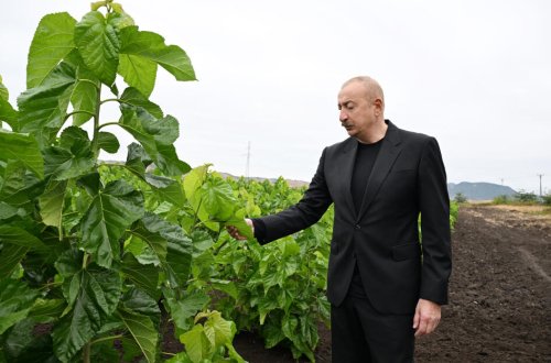 Prezident Xocalının Daşbulaq kəndində tut bağında görülmüş işlərlə tanış olub - FOTO