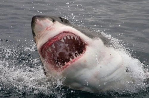 Okean suyu köpək balıqlarının dişləri üçün təhlükə yaradır