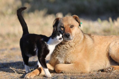 İdarə rəisi: Heyvanlara işgəncə verilməsinə görə cəzalar sərtləşdirildi