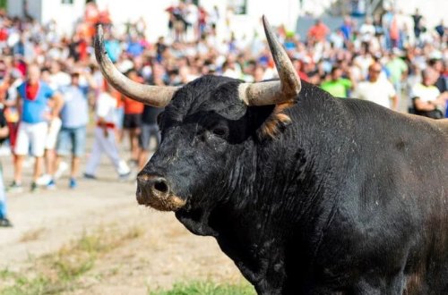 İspaniyada öküz park edilmiş avtomobili məhv edib