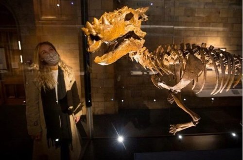 108 milyon illik dinozavr! İndiyə qədər aşkar edilmiş ən qədim qalıqlardır