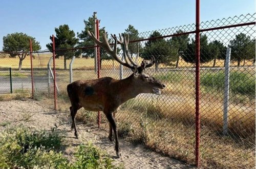 Ölümcül beyin qurdu yayılır: Yeni test hazırlanıb 