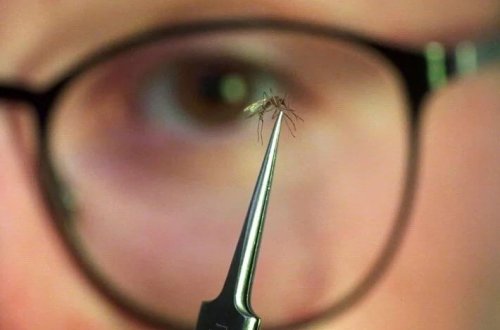 Çikungunya epidemiyası yayılır: Çində fövqəladə vəziyyət elan edildi