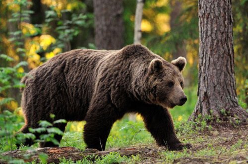Azərbaycanda ayılar kəndə hücum etdi - FOTO