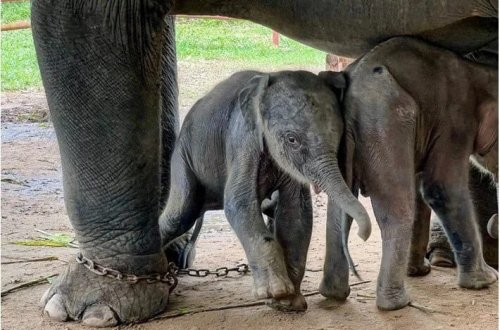 Anası tərəfindən meşədə tərk edilmiş fil balası xilas edilib