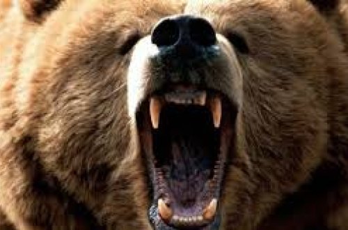 Rusiyada ayı insanlara hücum etdi: Ölən və yaralanan var - Hadisə anından GÖRÜNTÜLƏR