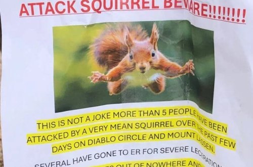 Yemək axtaran dələ iki nəfəri xəstəxanalıq edib