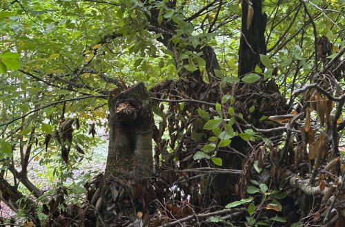 Oğuzda ağac kəsiminə görə polis cinayət işi başladı