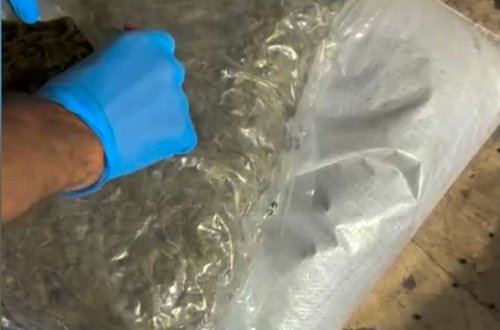 Son 2 gün ərzində 67 kiloqramdan artıq narkotik vasitə dövriyyədən çıxarılıb - DİN